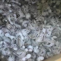 盐磨八爪鱼