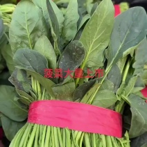 精品菠菜大量上市需要的联系