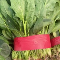 精品菠菜大量上市需要的联系