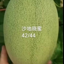 海南精品晓蜜42%6044%2040%20