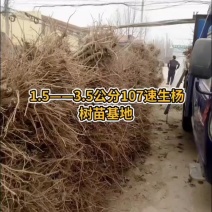 供应杨树苗-107杨树苗-107种条-扦插段