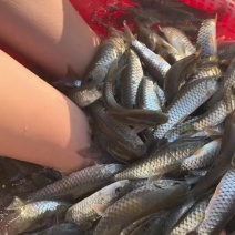军鱼苗/青竹鲩鱼苗/高端品种/特种鱼苗/耐低氧/基地直供