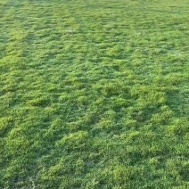 结缕草