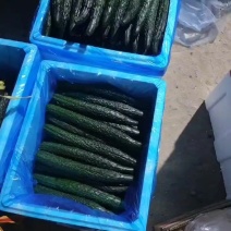 黄瓜大量热卖中，中农106，有要的老板请联系我