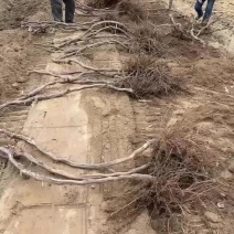 占地树苗葡萄树苗现挖现发基地直销量大从优