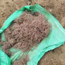 紫苑鲜货刚出土