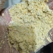 玉米次粉，代替玉米，猪牛羊鸡鸭鹅都可以用