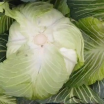 春包菜冬脆(冬翠)，翡翠，多来福二脆莲白