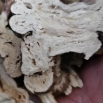 新产两年生大白术片精选片