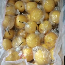 冷库备有大量优质蜜梨，金黄色脆甜可口汁多肉细，梨中之精品