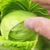 新鲜甘蓝，健康美味，直供农场，快来选购！