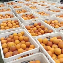 四川省自贡市荣县塔血橙上市了