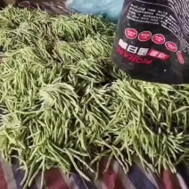 芸豆大量有货鲜嫩细长有丝型芸豆欢迎各位老板前来选购