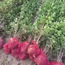 大叶北海道黄杨树苗围墙篱笆植物四季常青庭院绿篱围栏万