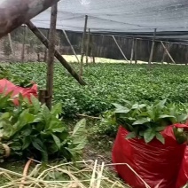 草珊瑚苗一年两年优质品。欢迎实地考察