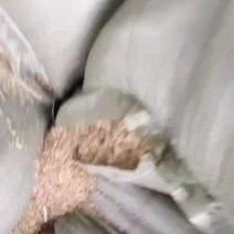 陕西凤翔打包除尘过筛净壳稻壳600出厂米厂直供整车包到