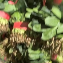 精品菠菜