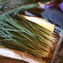 精品小香葱