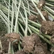 雷竹苗斑竹苗白家竹苗