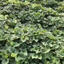 红薯种苗