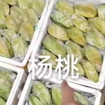 杨桃，甜杨桃，福建香蜜杨桃