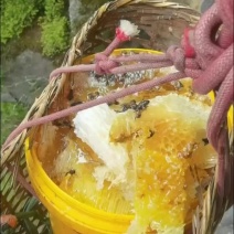 云南怒江野生蜂蜜（悬崖蜜）营养滋补天然农产品