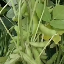翠绿宝