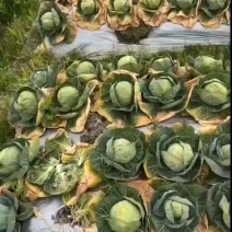 大量加工厂，养殖场货，需要的联系