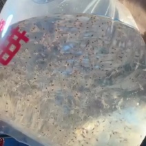 罗氏沼虾南太湖三号一级苗
