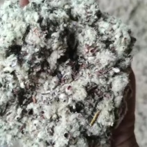 出售优质棉籽壳，大绒大粉磨盘棉籽壳，玉米芯棉渣麦麸等