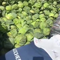 云南铁头大量有货，精品。价格不高，用的联系