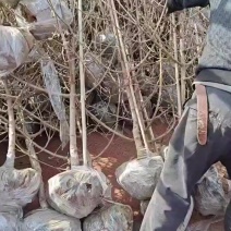 中华木绣球，木绣球