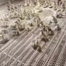 纯种的狮头鹅苗大量出售