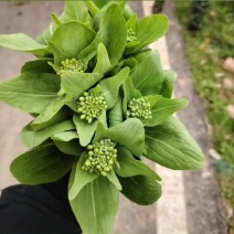 精品白菜苔产地直发一手货源量大从优品质保证欢迎联系