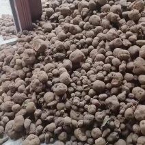 三叶青统货价格实惠需要的快下单
