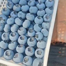 花香蓝莓L25-F6上市连云港产地直发货源充足秒接单