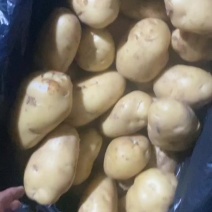 土豆黄心土豆V7荷兰实验个品种土豆大量产地一手货源批发