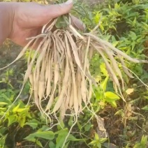 红花大百部，易种植，好管理，成活率高，产量高