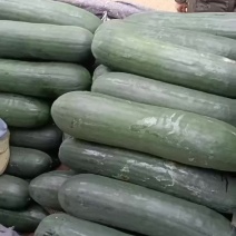 福建黑皮冬瓜上等货0.2元，条形好，肉质好，瓜面干净