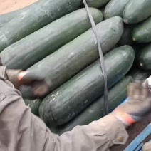 福建冬瓜还有几百万斤，皮毛干净，肉质好价格便宜！