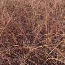 药用连翘苗，科研种苗