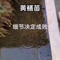 精品黄鳝苗批发