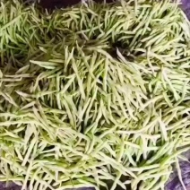 大量精品细长型芸豆上市，欢迎各位老板前来采购