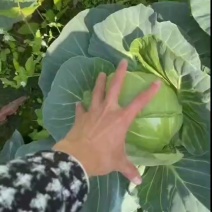 福建。精品货，大量有货。价格不高，需要的联系