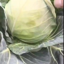 云南精品铁头大量有货，用的联系。价格不高