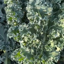 基地专业种植羽衣甘蓝