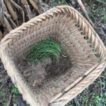 贵州野葱
