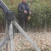 杜英杯苗出售