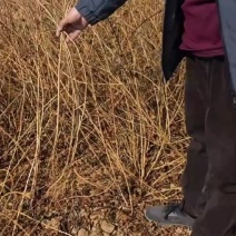 连翘苗自家苗圃培育，1年到多年苗现挖现发，死苗补发