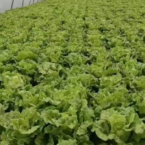 精品生菜